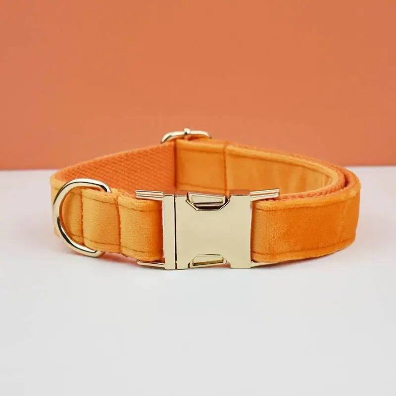 Collier pour chien en velours durable avec boucle dorée - personnalisé et réglable pour plus de confort
