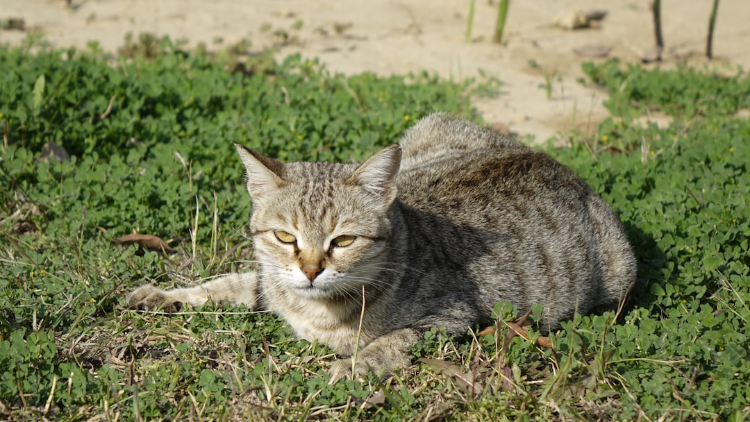 Wetenschappelijke kijk op waarom de kop van de kat jarig was