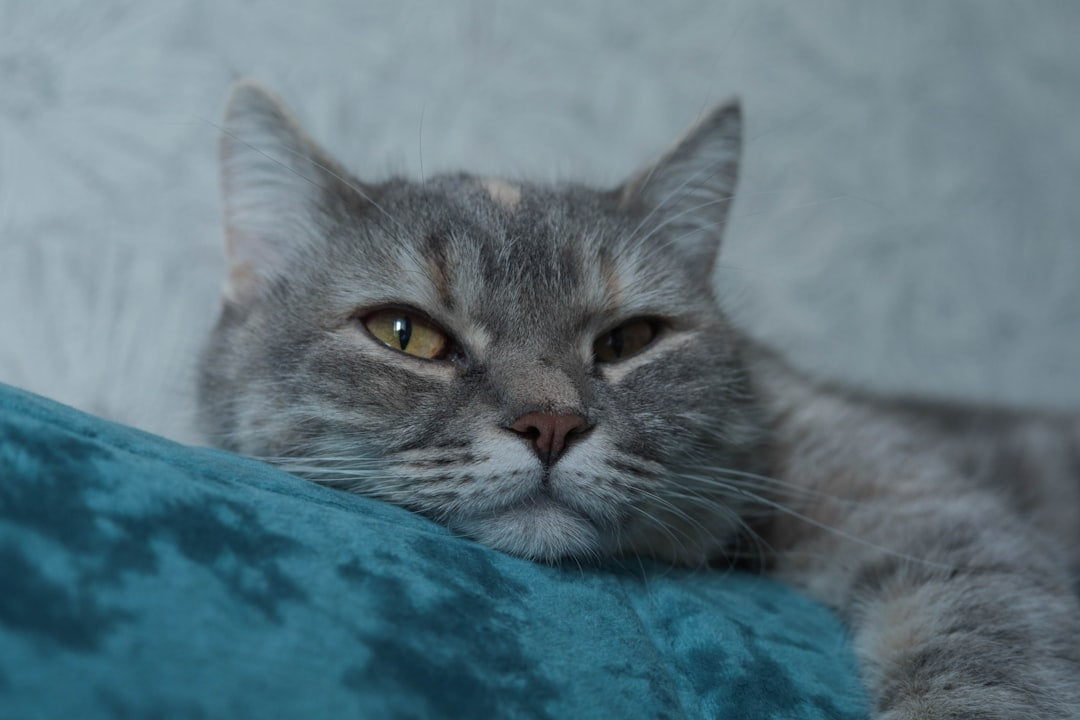 Tieteellinen selvitys siitä miksi kissa puskee ihmistä