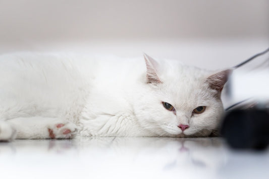 Katze wann kastrieren Der optimale Zeitpunkt laut Wissenschaft