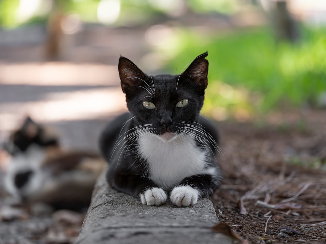 Hvordan tegner man en kat trin for trin ifølge forskning