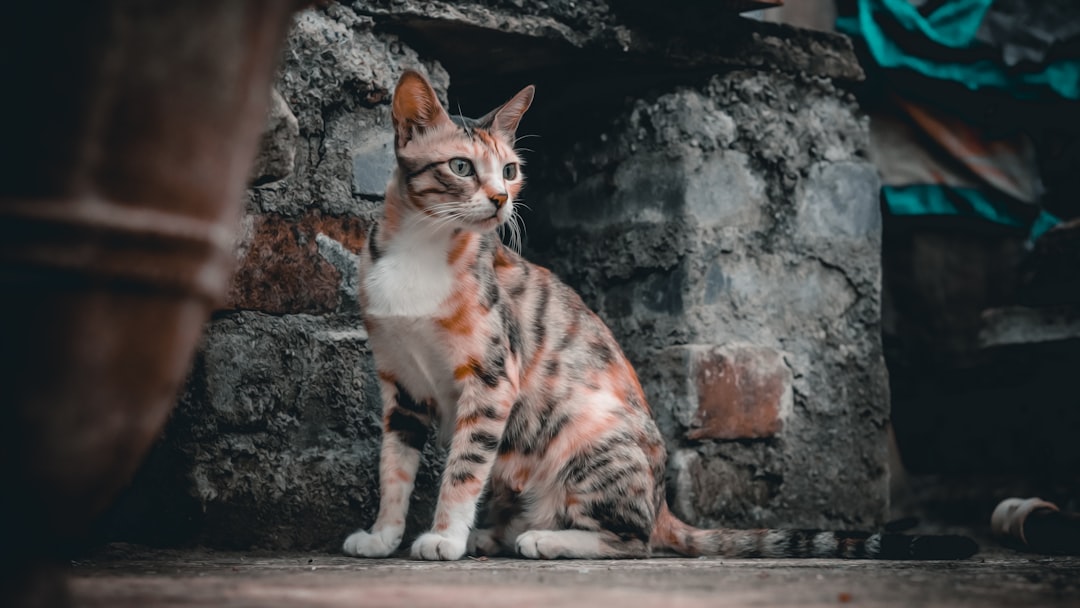 Cómo se llaman los bigotes de los gatos y su función científica