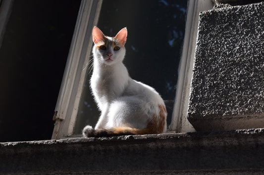 Entwurmung Katze wie oft für optimale Gesundheit empfohlen