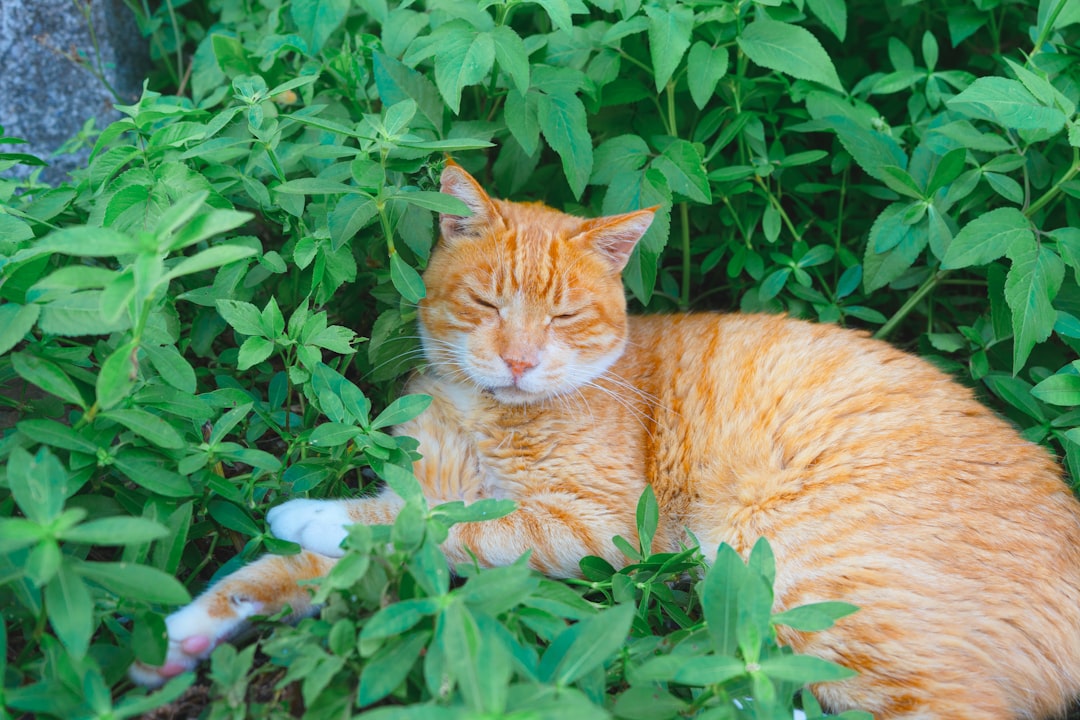 Was essen Katzen wirklich Wissenschaftliche Fakten im Überblick
