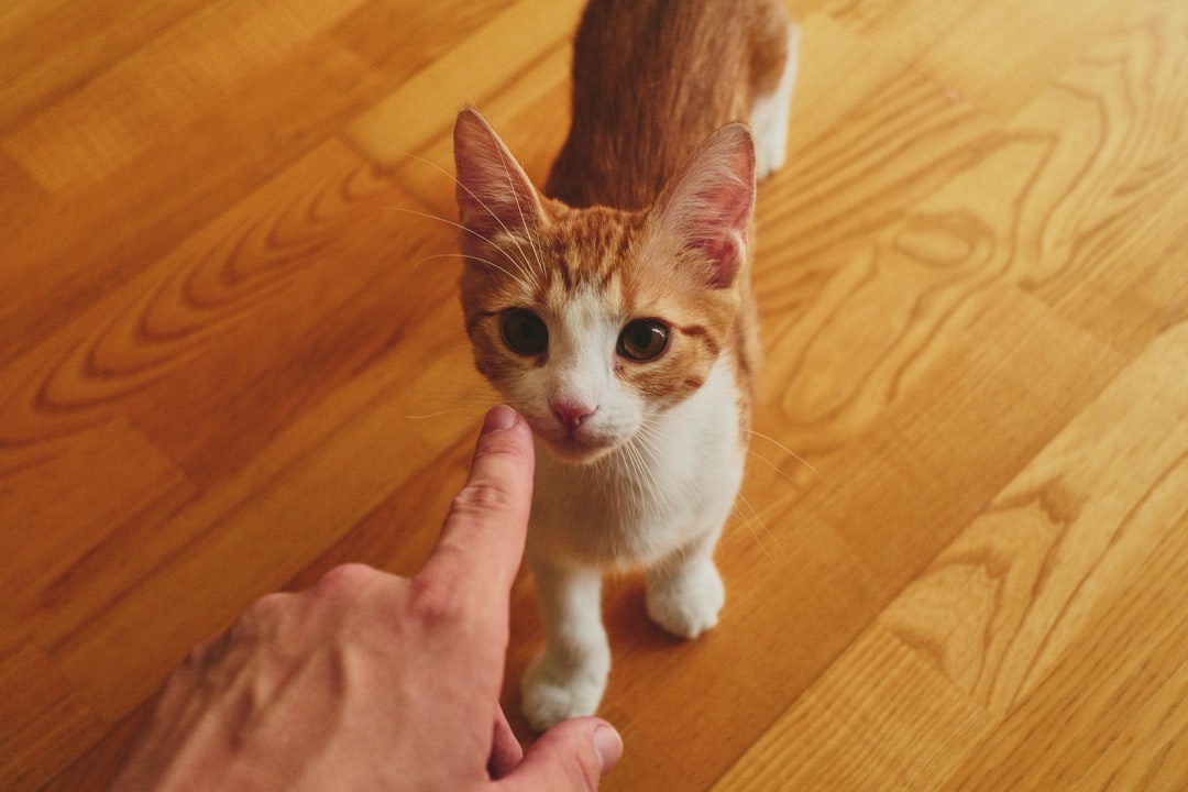 Was dürfen Katzen nicht essen Gefahren für die Katzengesundheit