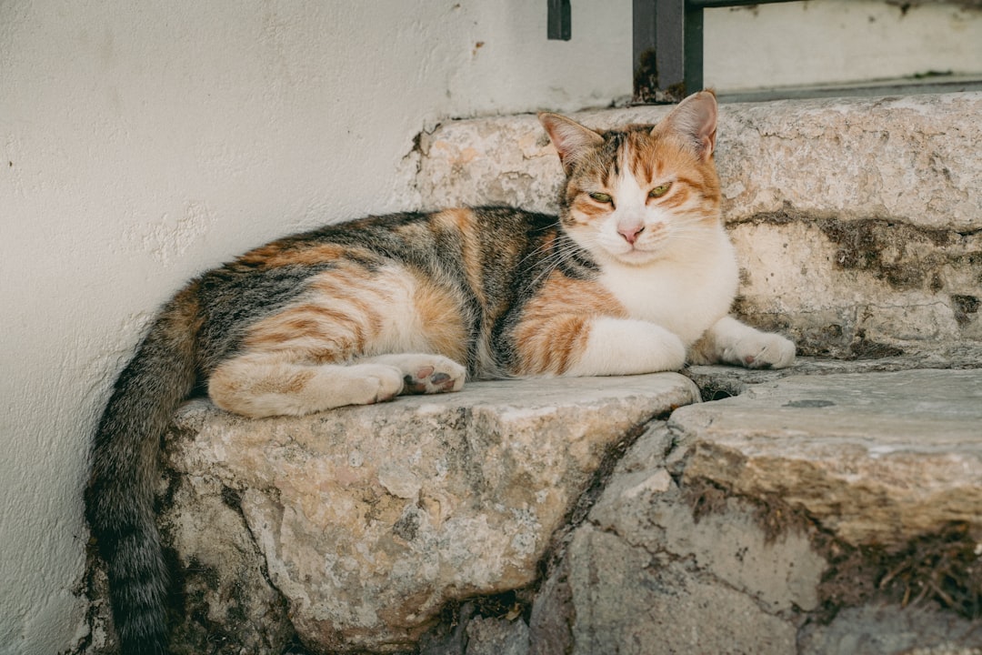 Can Cats Have Grapes The Surprising Truth Explained Scientifically