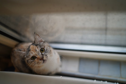 Wie lang sind Katzen schwanger Dauer Trächtigkeit erklärt