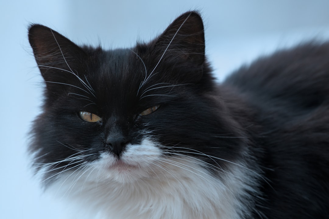 Katzen entwurmen wie oft Tiermedizinische Empfehlungen 2024