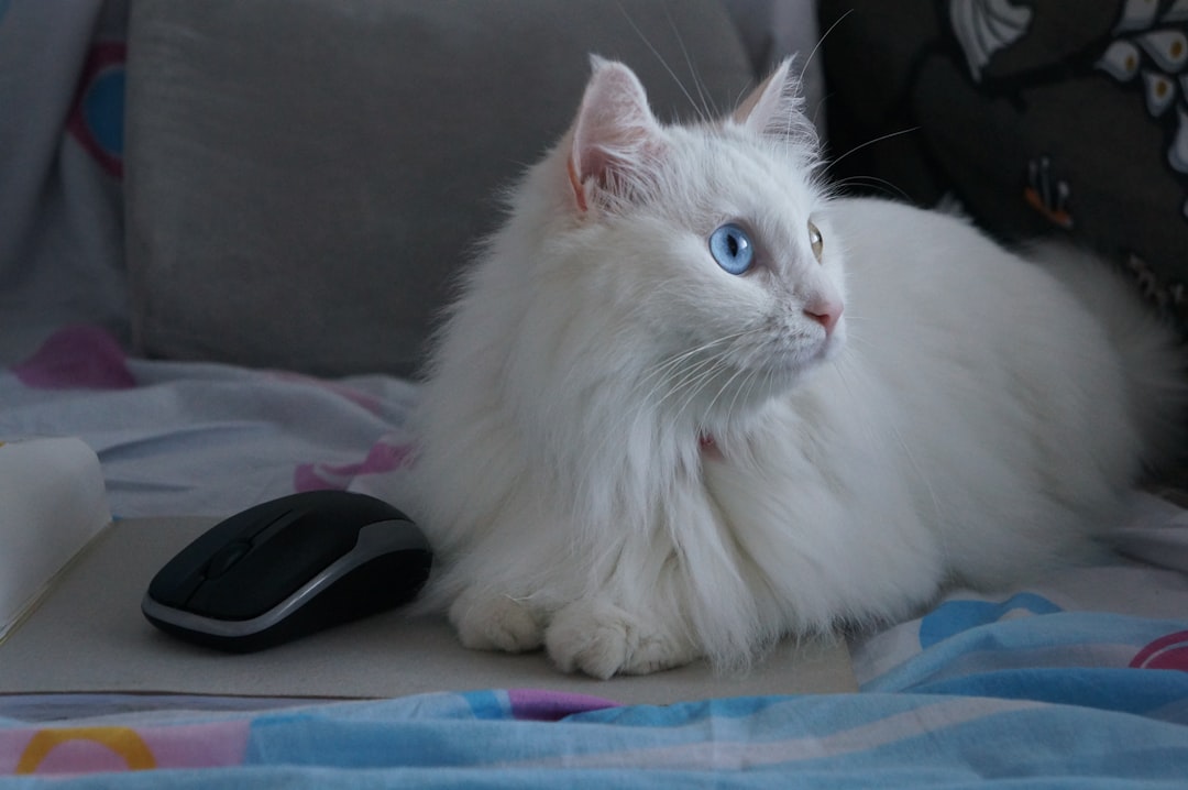 قط ماين كون العملاق سلوكياته وخصائصه المميزة