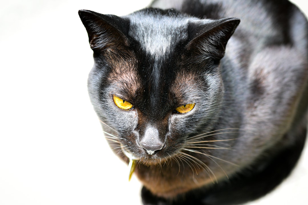 Cómo dibujar un gato según la percepción visual humana