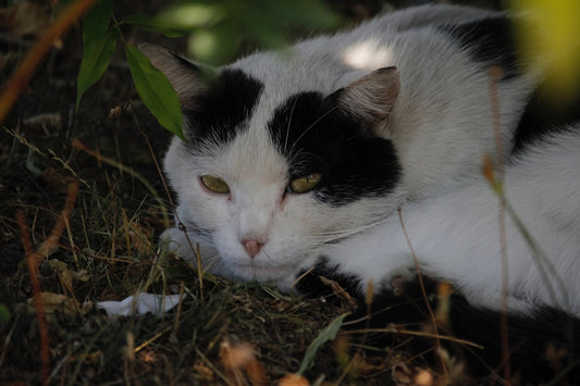 Katze rollig wie oft im Jahr Wissenschaftliche Fakten erklärt