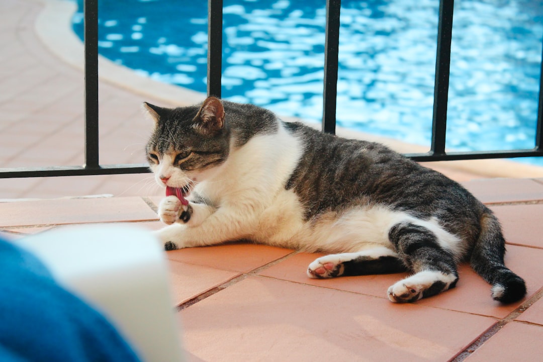 Como desenhar um gato fofo com base na simetria facial