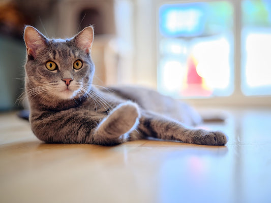 Wie alt wird eine Katze Wissenschaftliche Fakten zur Lebenserwartung