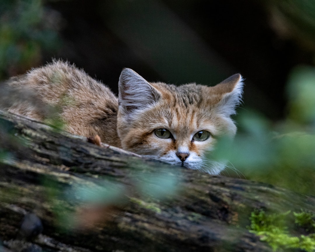 Quando um gato morre o que significa segundo a ciência