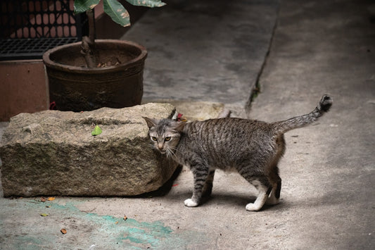 Was kostet eine Katze zu kastrieren Wissenschaft erklärts
