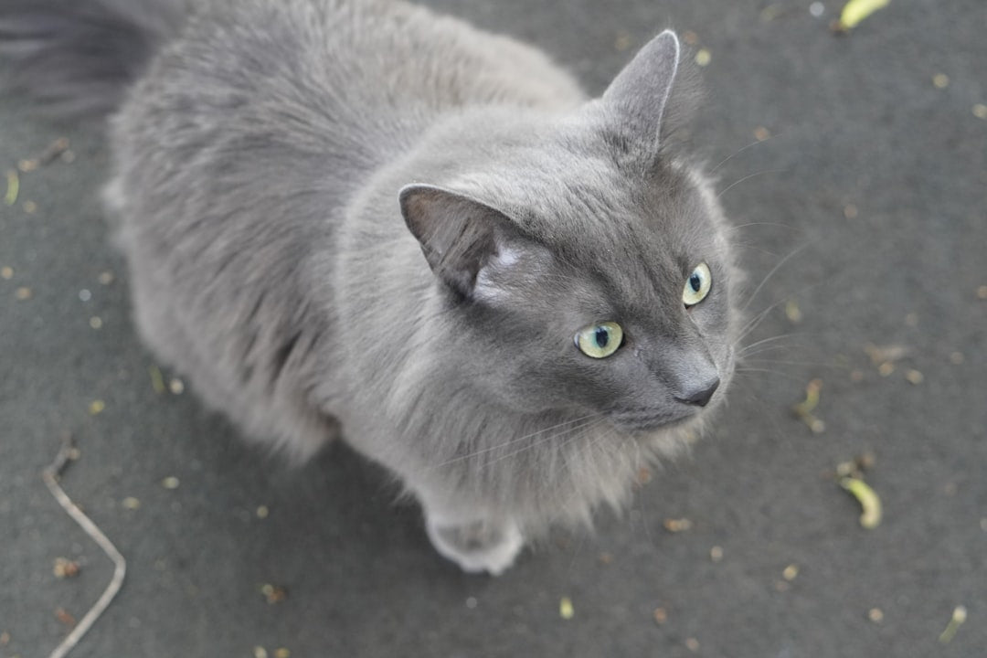 Qué significado soñar con gatos según la ciencia del sueño