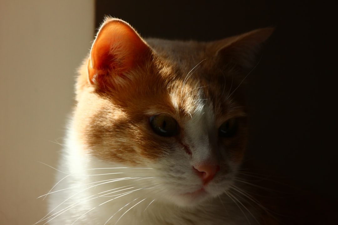 Kattens Graviditet: Varighed og Fascinerende Fakta