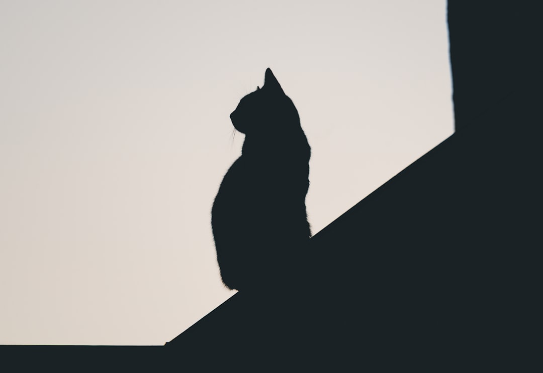Mistério visual noturno por que à noite todos os gatos são pardos