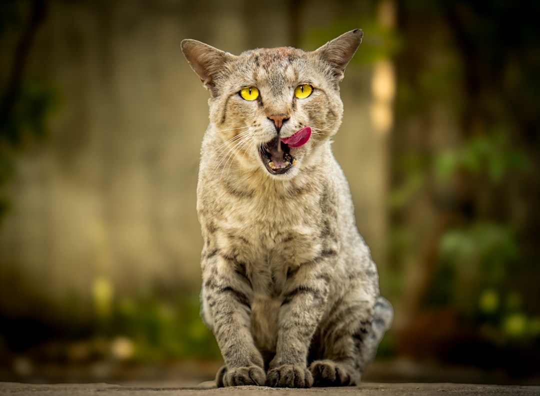 Soluzioni Scientifiche: Allontanare i Gatti Efficacemente