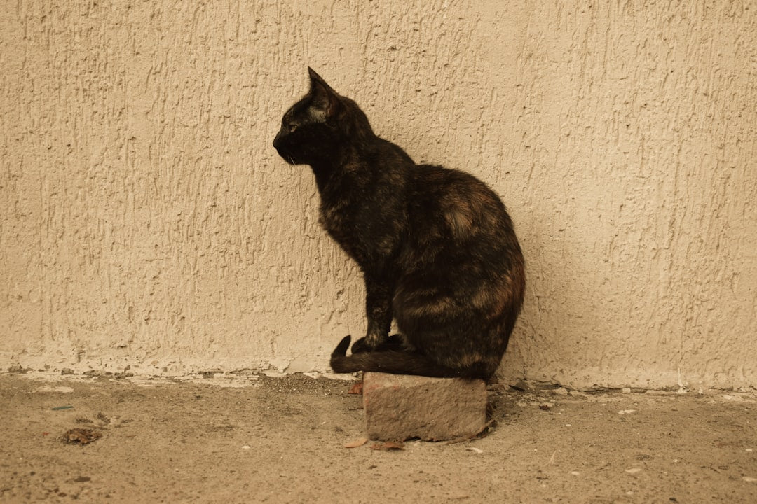 Hegðun og tilgangur klóa hjá köttum samkvæmt rannsóknum