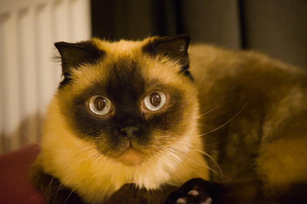Vísindaleg einkenni og atferli hjá köttur Persian cat