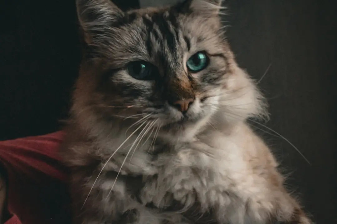 Fluffy gray tabby cat with green eyes, unissant à l’histoire de Bremen et des animaux.