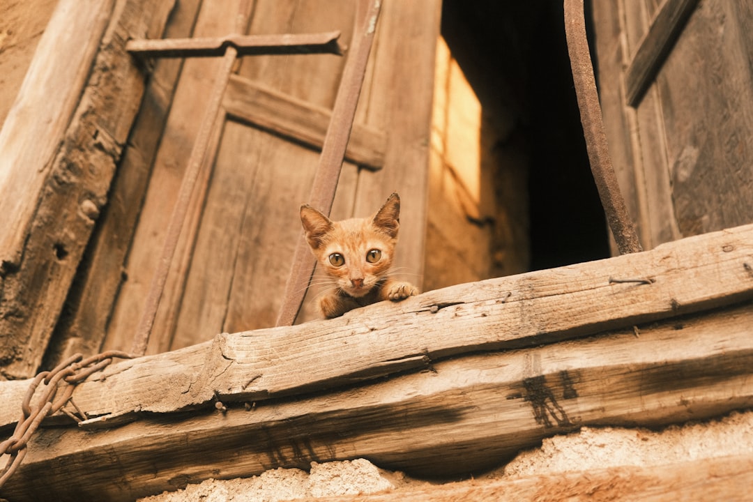Por que o gato fica parado por tanto tempo segundo a ciência