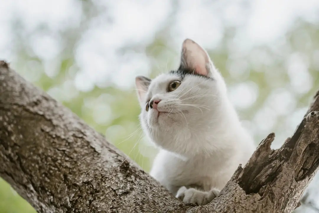 Chat blanc perché dans un arbre, symbole de la santé féline et des risques de ce virus.