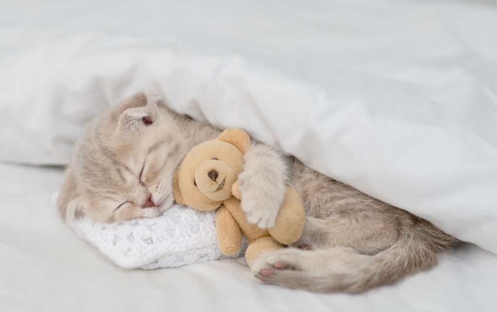 Comment endormir votre chat en toute tranquillité