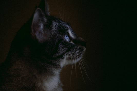 Wie viele Leben haben Katzen Eine wissenschaftliche Analyse