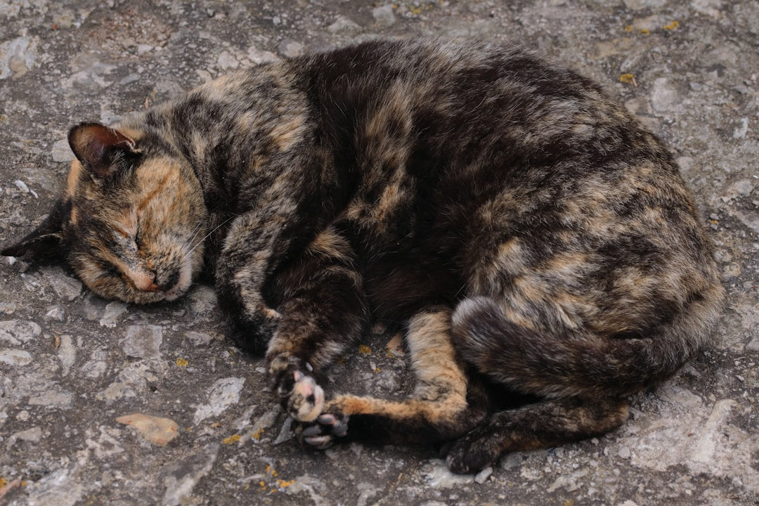 Så meget sover en kat dagligt ifølge videnskaben