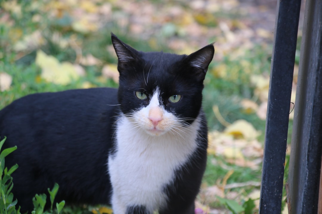 Cuanto duran los gatos según la ciencia y su cuidado