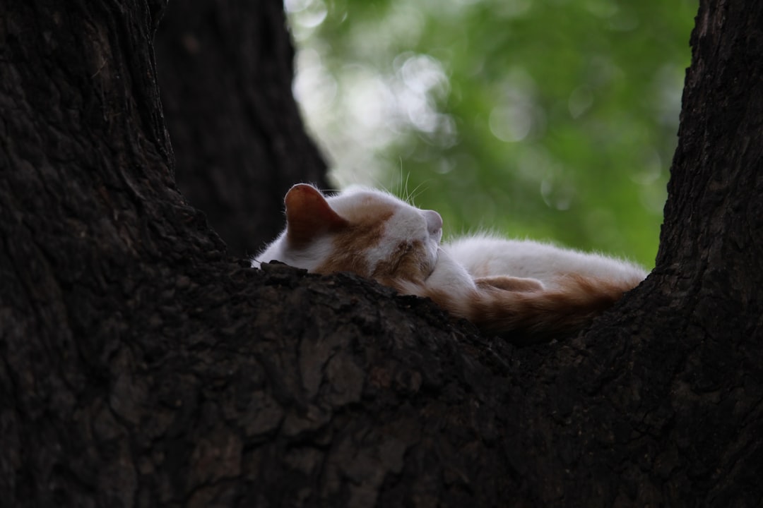 Wie alt können Katzen werden Wissenschaftliche Fakten im Überblick