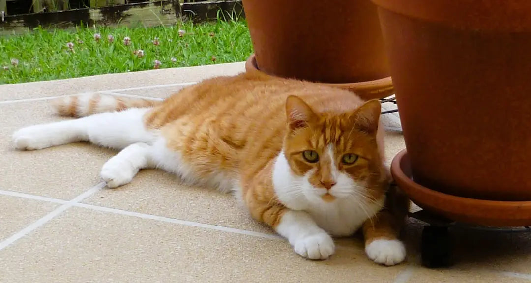 Orange et blanc, ce chat est le plus heureux du monde, illustrant ce qui rend un chat heureux.