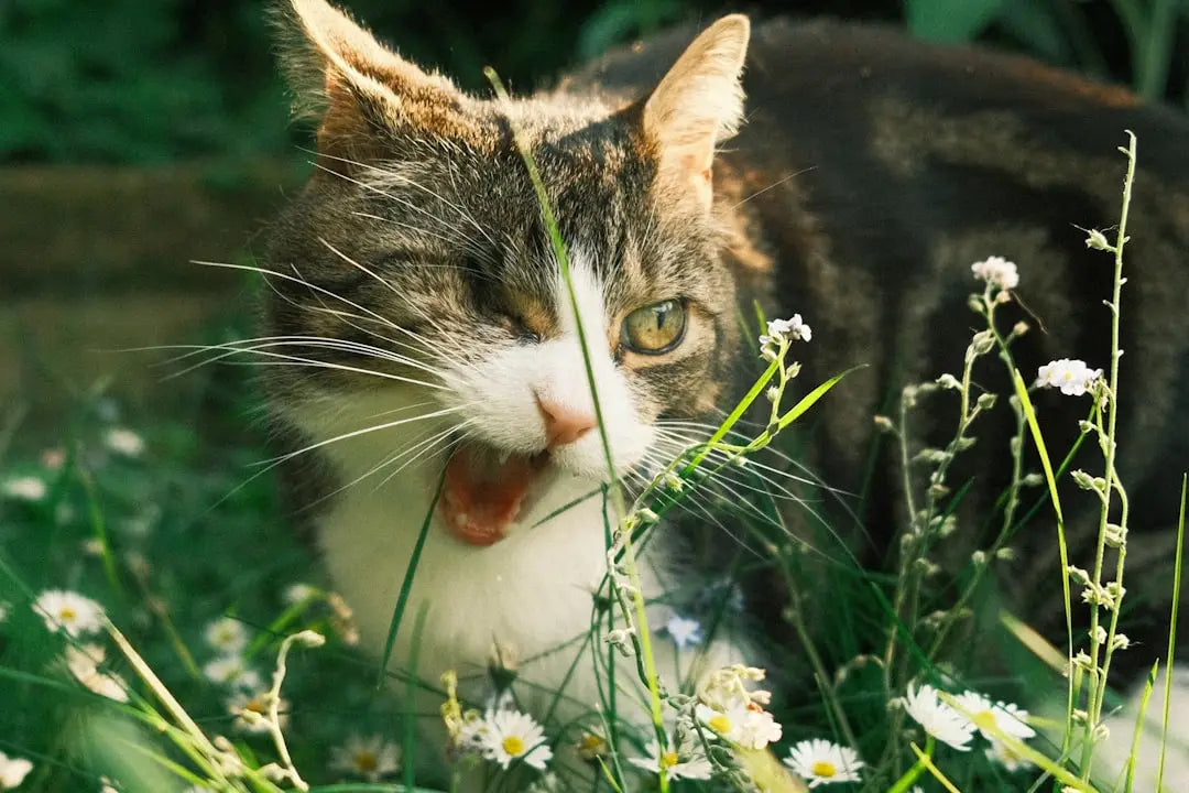 Chat tigré mange de l’herbe, essentiel pour dessiner des chats réalistes.