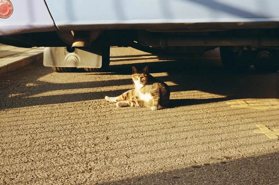 Un chat tigré détendu, parfait pour apprendre à dessiner des chats.