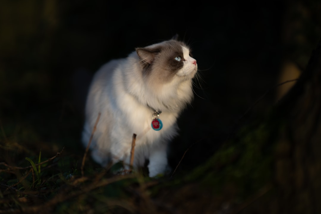 Ragdoll cat with collar, aspect of deras kattens dräktighetsperiod och fascinerande process.