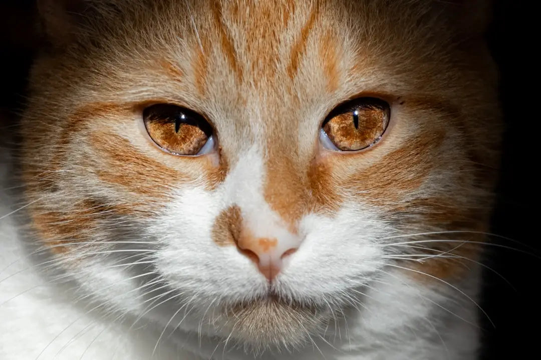 Visage d’un chat orange et blanc, pour comprendre hur gammal blir en katt.