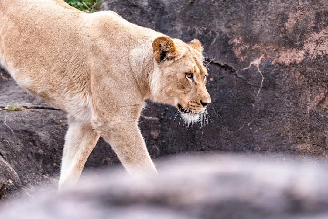 Lionne marchant pour illustrer les causes du éternuement chez votre chat.