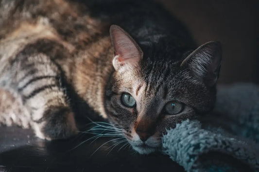 Tabby cat resting, illustrant comment et combien de temps alt werden katzen.