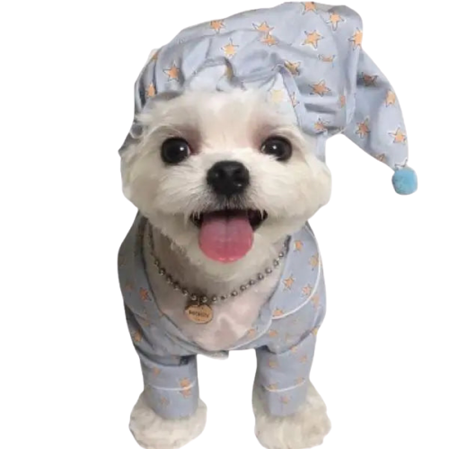 Chapeau pour Chien & Pyjama de Nuit Transparent Background