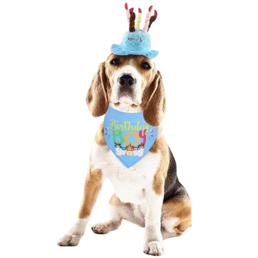 Chapeau pour Chien Anniversaire en Folie Transparent Background