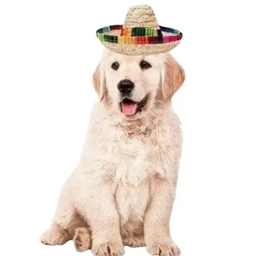 Chapeau pour Chien Été Mexicain Transparent Background