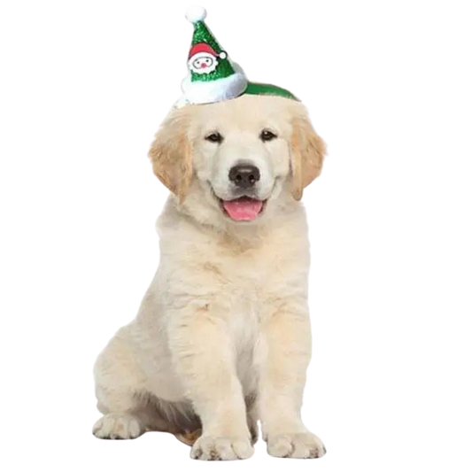 Chapeau pour Chien Jour de Fête Transparent Background