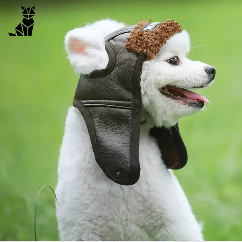 Chien avec muselière en cuir affichant de l’élégance dans un chapeau de chien de luxe, parfait pour des journées élégantes