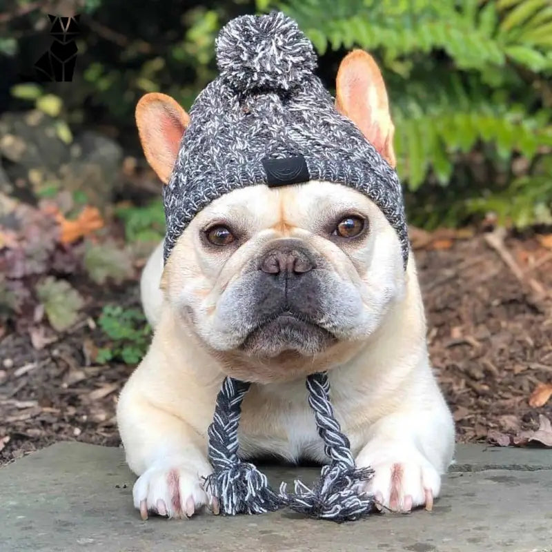 Bonnet pour Chien Style Péruvien au Tricot