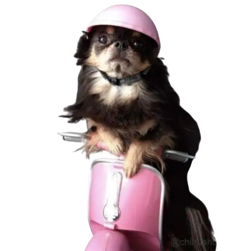 Casque pour Chien Biker Transparent Background