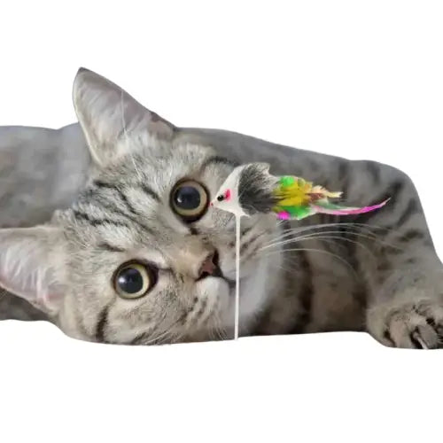 Petit chat couché sur le sol avec un jouet cloche - Jouet isolant interactif pour chat | Little bell Transparent Background