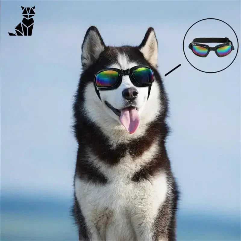 Chien husky portant des lunettes de soleil arc-en-ciel pour profiter des promenades ensoleillées, mettant en valeur la protection contre les UV