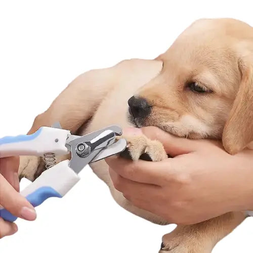 Personne tenant un chien avec une brosse à dents utilisant Essential Pet Tool - Outil Coupe Essentiel Transparent Background
